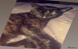 Bengal cats for sale: Mix Bengal kitten - Image 2