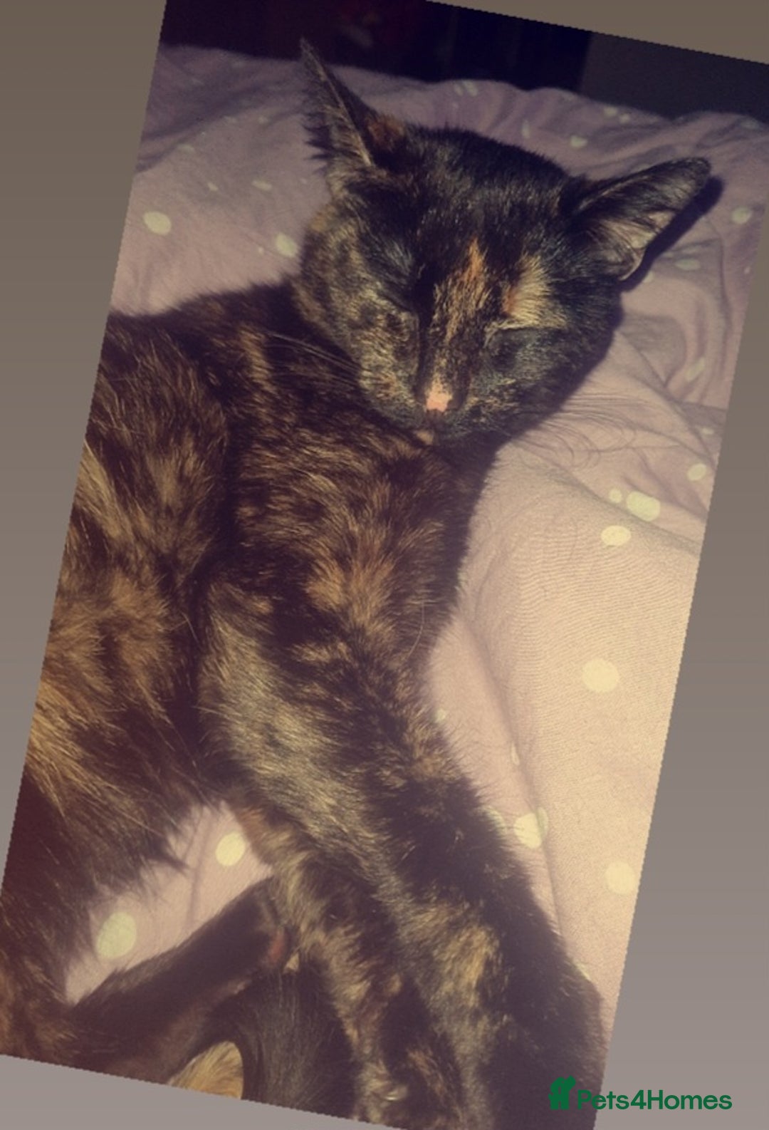 Bengal cats for sale: Mix Bengal kitten - Image 2