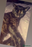 Bengal cats - Advert 8