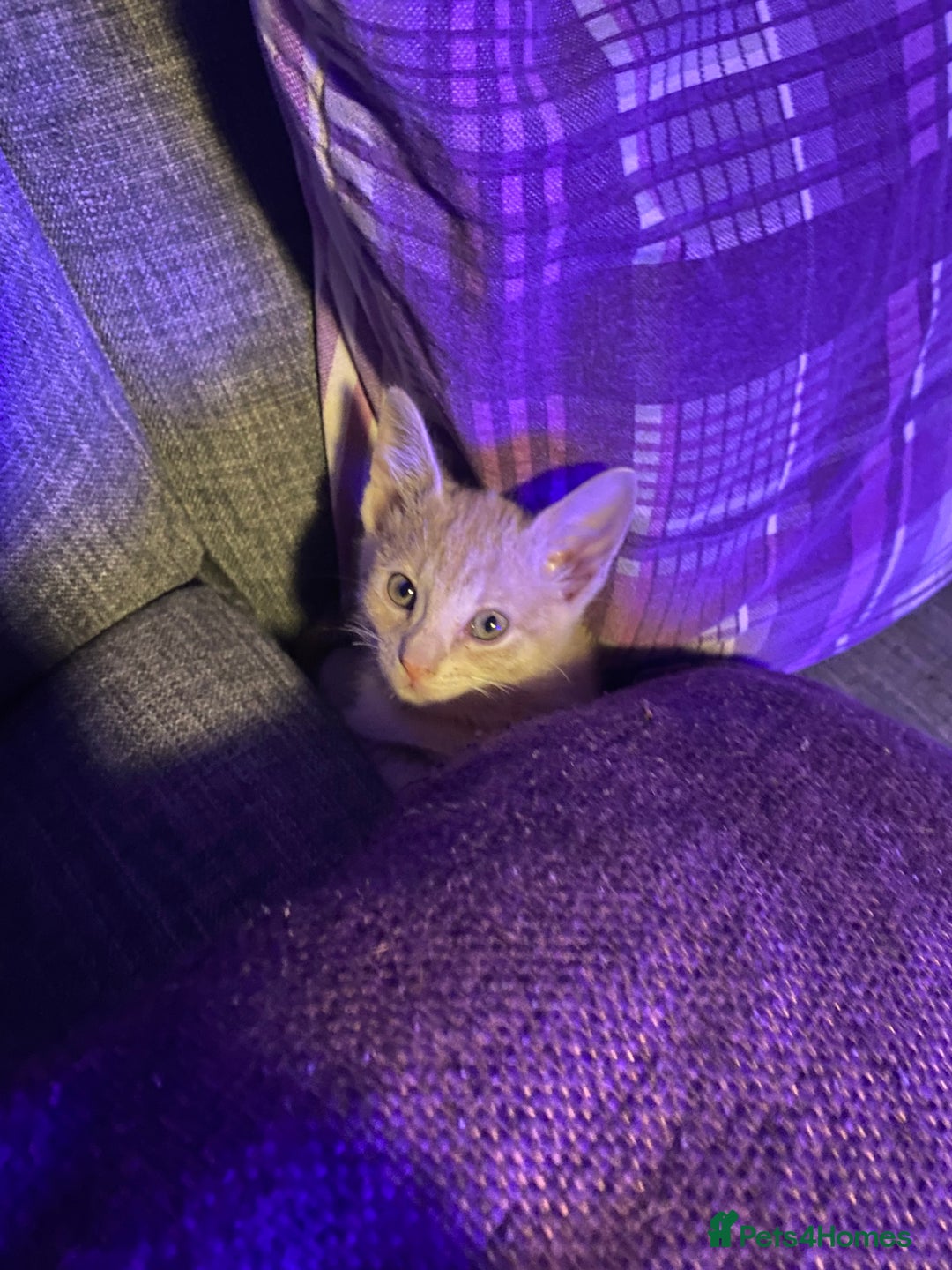 Mixed Breed cats for sale: Last little boy looking for forever home - Advert 10