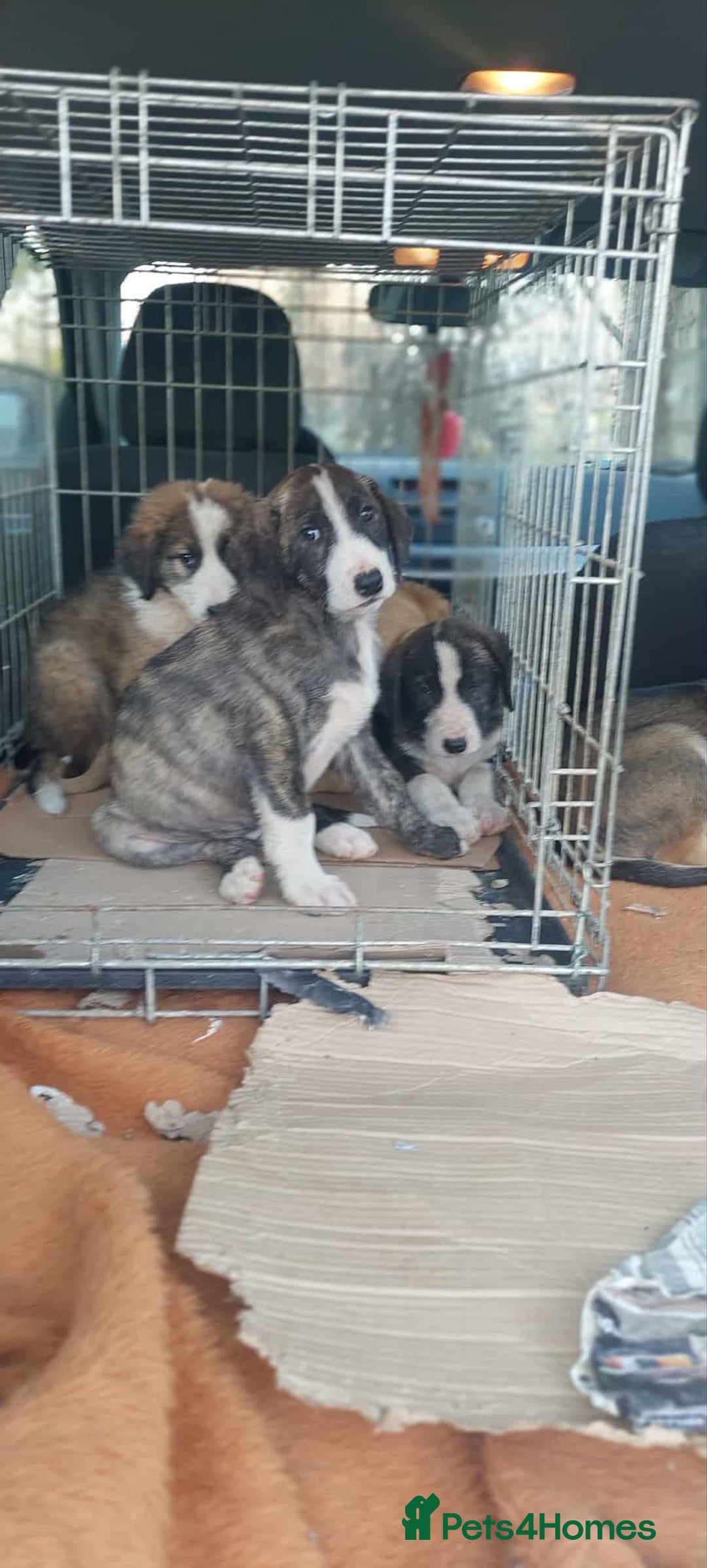 Mixed Breed dogs for adoption: 4.5 months male Macedonian rescue puppy  - Advert 4