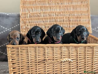 Dachshund dogs Quality Dachshund Standard Smooth Hair - Advert 3