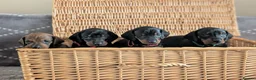 Dachshund dogs for sale: Quality Dachshund Standard Smooth Hair  - Advert 9