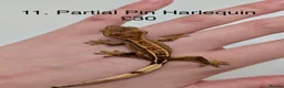 Gecko reptiles for sale: Stunning Mixed Morph Crested Gecko Babies! - Advert 10