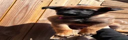 Belgian Shepherd Dog dogs for sale: Belgian malinois - Advert 15