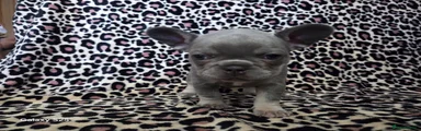 French Bulldog 3