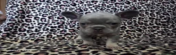 French Bulldog dogs for sale: Micro french bulldog puppies  - Advert 16