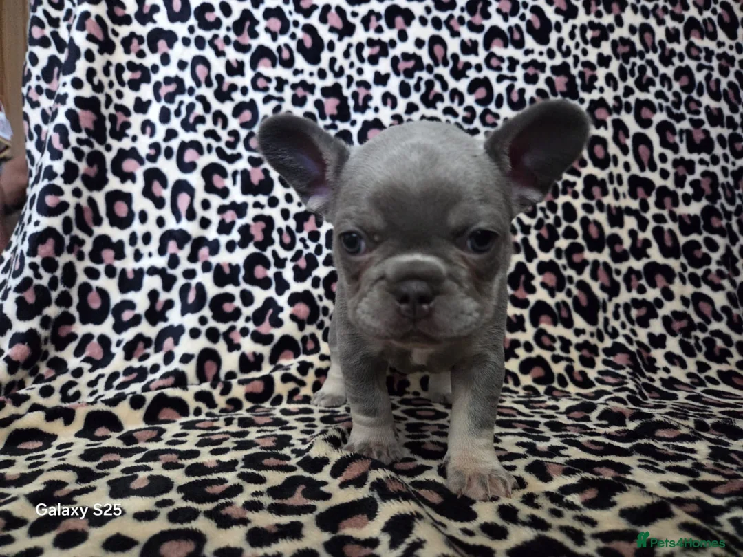 French Bulldog dogs for sale: Micro french bulldog puppies  - Advert 16