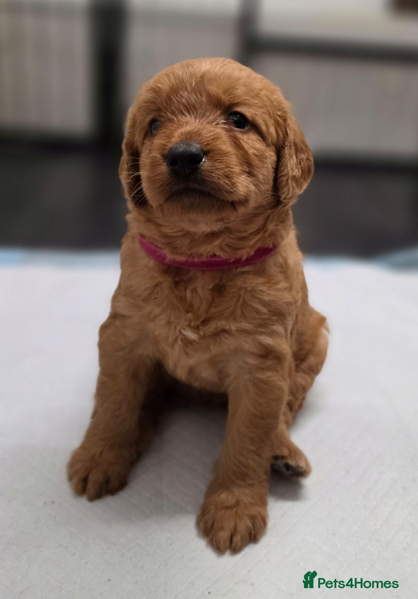 Labradoodle dogs LABRADOODLES F1 ( HEALTH TESTED PARENTS & G/PARENT - Advert 9