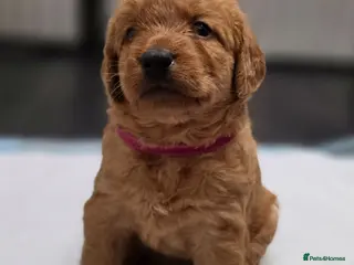 Labradoodle dogs LABRADOODLES F1 ( HEALTH TESTED PARENTS & G/PARENT - Advert 3