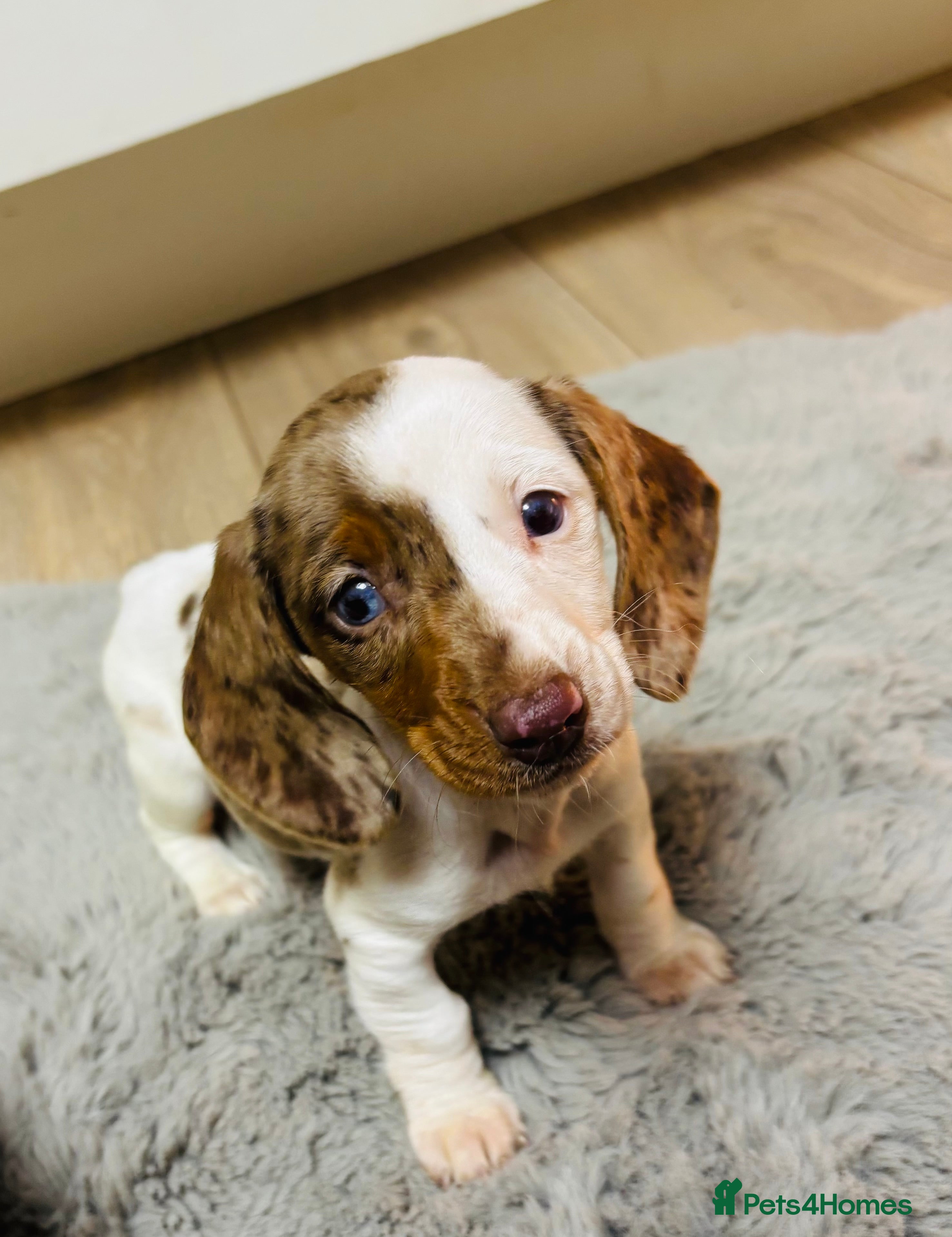 Miniature Dachshund dogs Miniature dachshunds - Advert 16