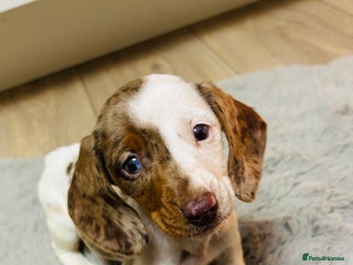 Miniature Dachshund dogs Miniature dachshunds - Advert 1