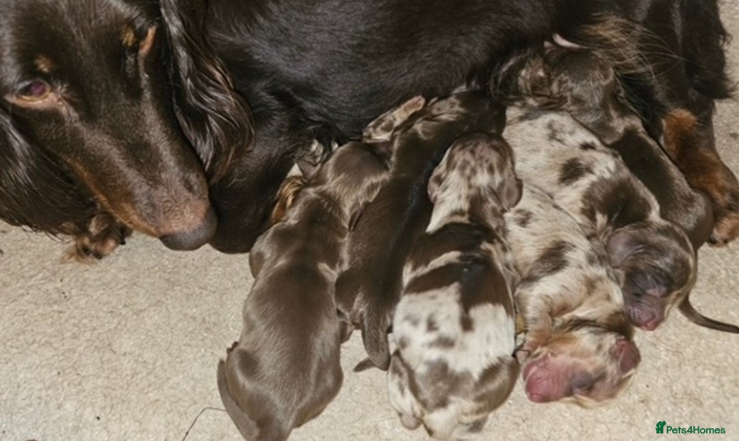 Miniature Dachshund dogs for stud: Chocolate & Tan Dapple Long Haired Mini Dachshund - Advert 8