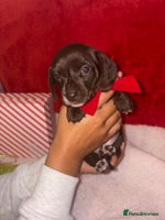 Miniature Dachshund dogs Kc registered smooth hair Miniature Dachshund’s - Advert 4
