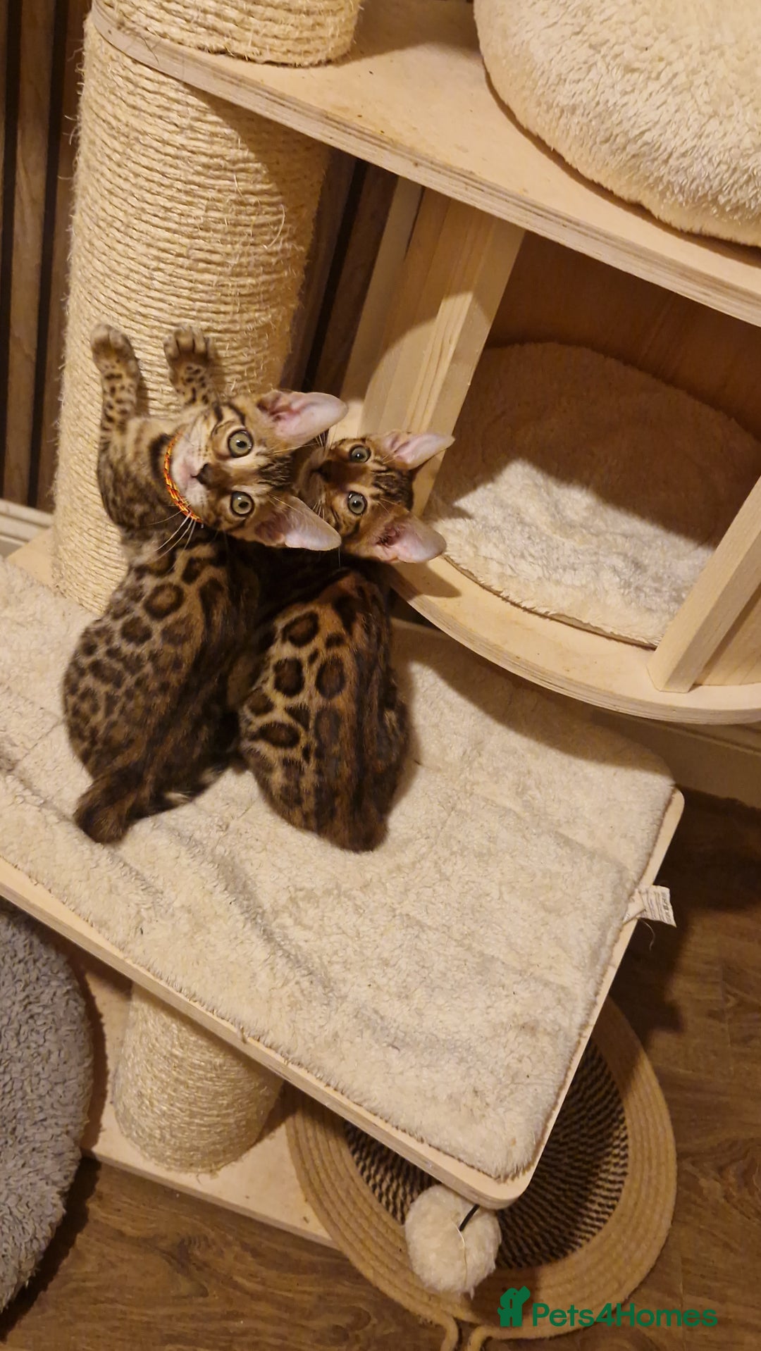 Bengal cats for sale: Beutifull kittens❤️ - Advert 14