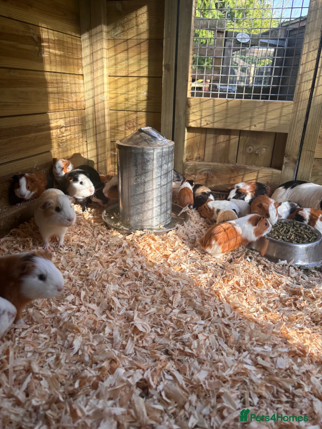 Guinea Pig rodents for sale: Guinea Pigs male and female  in Knighton - Advert 2
