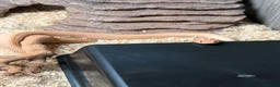 Snake reptiles for sale: Hognose snake and set up  - Advert 1