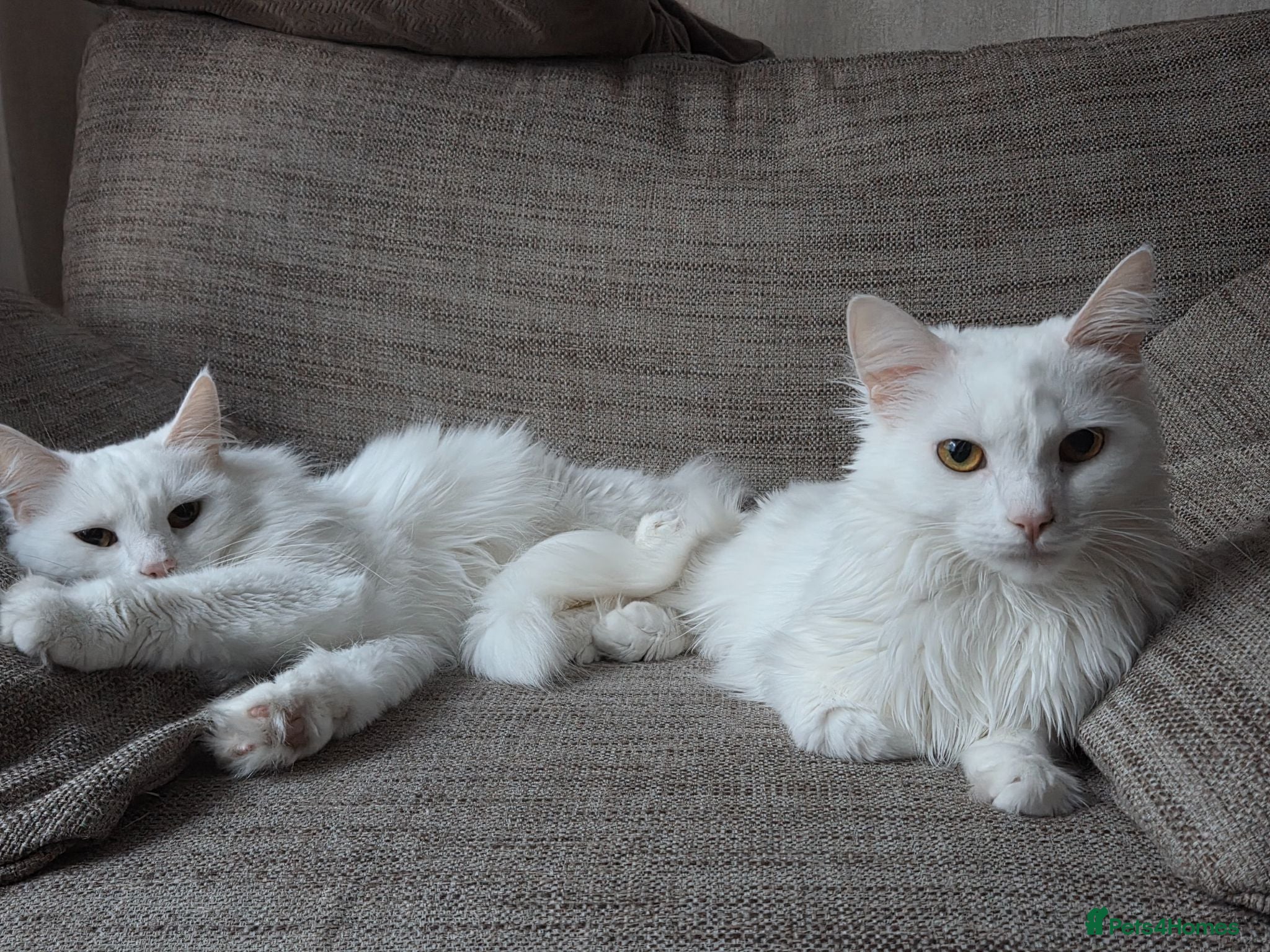 Turkish Angora cats Luna&Olive. Rehome ASAP - Advert 2