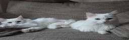 Turkish Angora cats for sale: Luna&Olive. Rehome ASAP in Maidstone - Advert 1