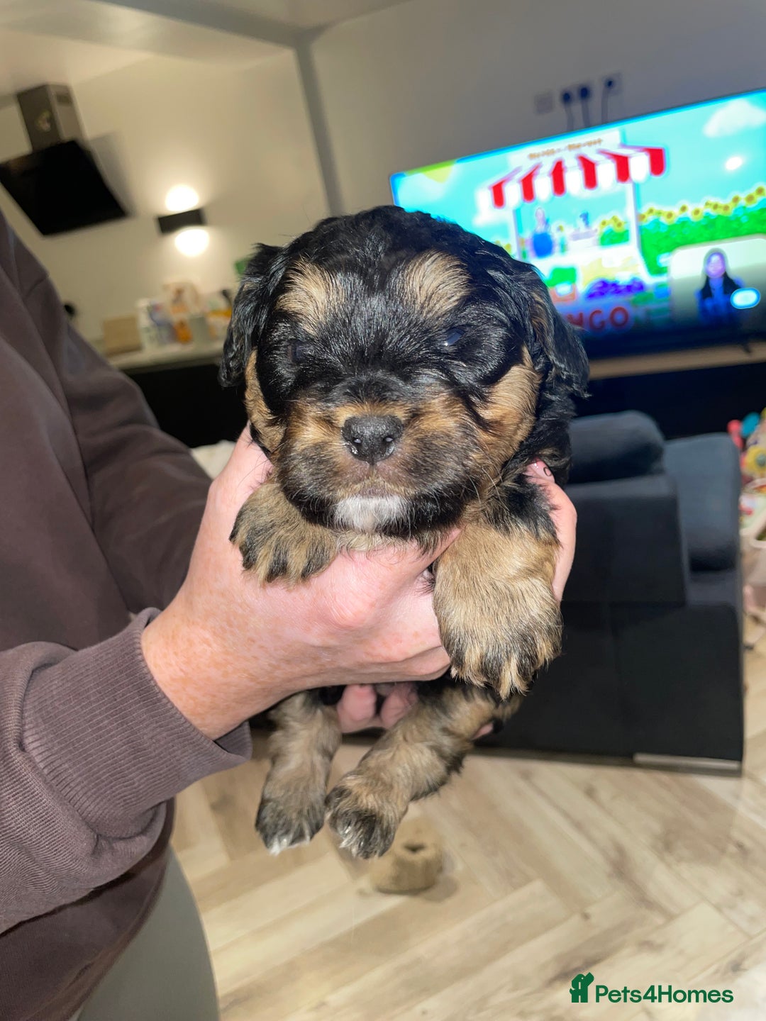 Mixed Breed dogs for sale: Shihpoo x Cockapoo Puppies 🐶  - Advert 7