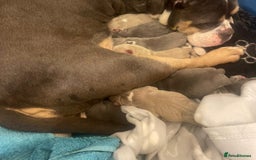 American Bully dogs for sale: American Pocket Bully Puppies (ABKC registered)  - Image 7