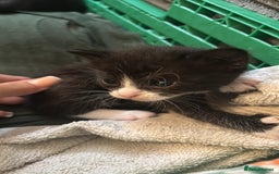 Mixed Breed cats for sale: 4 adorable kitten for sale💕 - Image 1