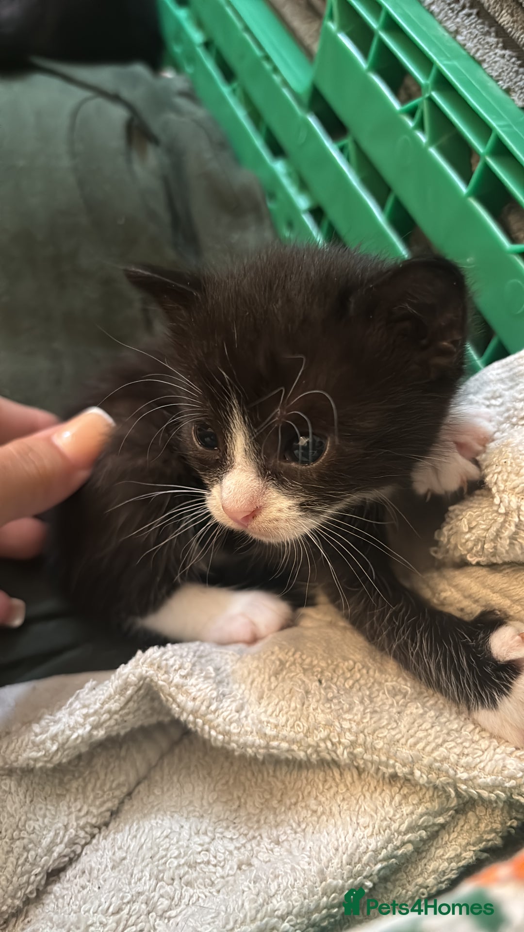Mixed Breed cats for sale: 4 adorable kitten for sale💕 - Image 1