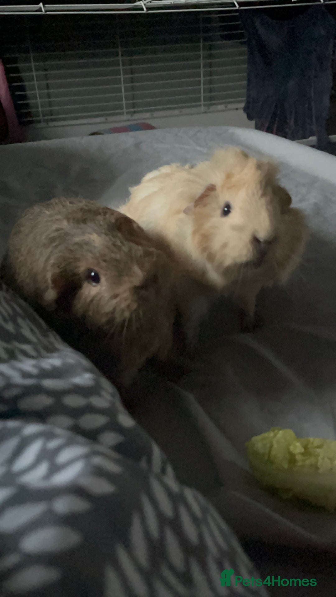Guinea Pig rodents for sale: 2 female guinea pigs  - Advert 1