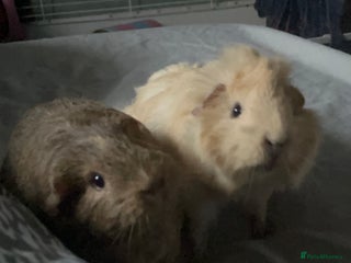 Guinea Pig rodents for sale: 2 female guinea pigs - Advert 1