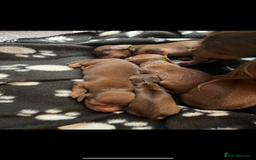 Miniature Dachshund dogs for sale: KC reg longhair haired miniature dachshunds  - Image 2