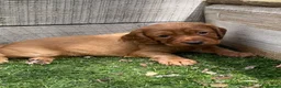 Cocker Spaniel dogs for sale: Beautiful working cocker spaniel puppies - Advert 32