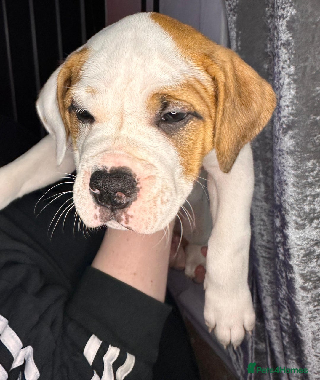 American Bulldog dogs for sale: American Bulldog Puppies – Ready Now! - Image 7