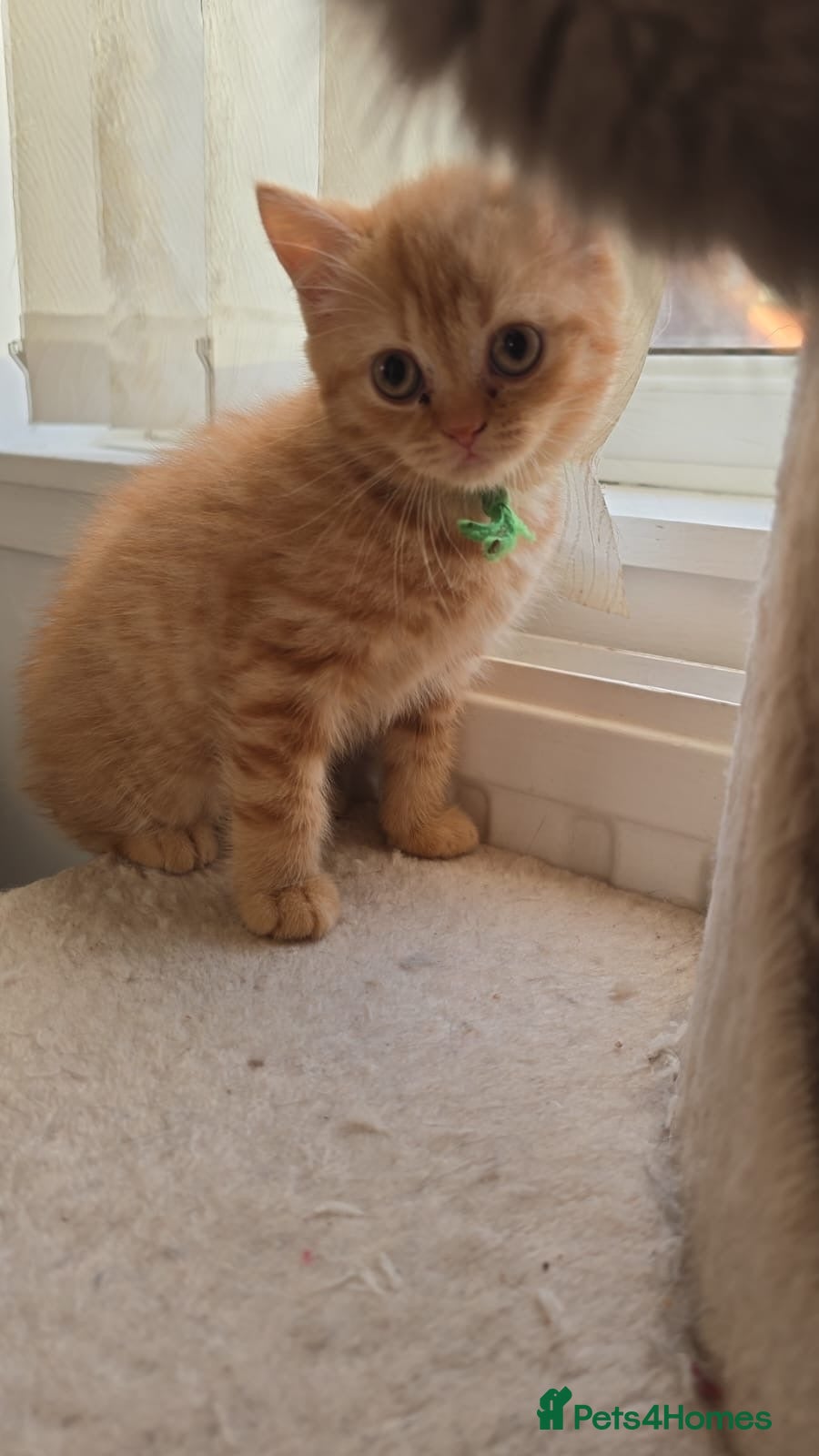 British Shorthair cats GCCF RED BHS READY NOW - Advert 2