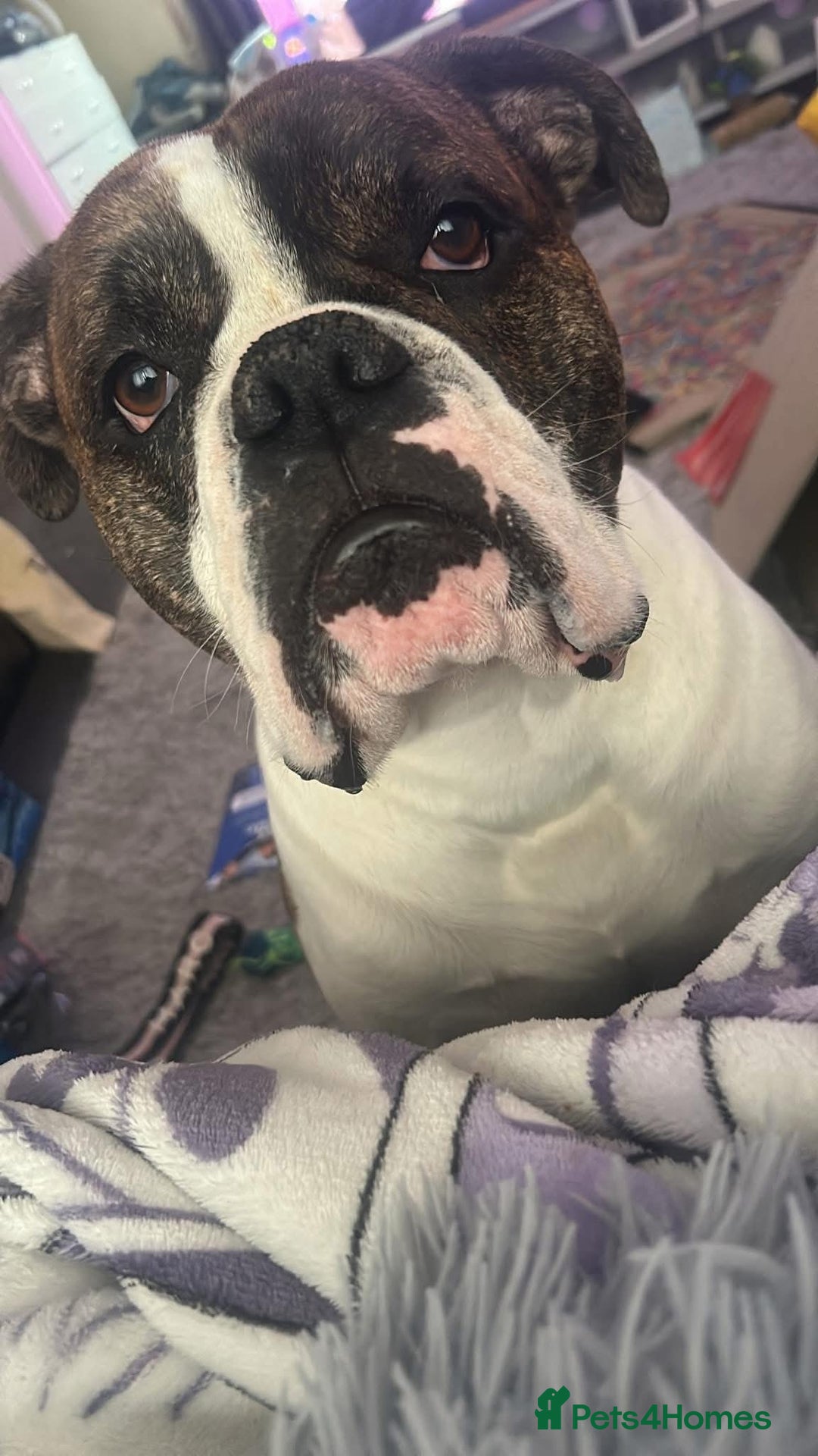 Mixed Breed dogs for stud: Boxer  - Advert 4