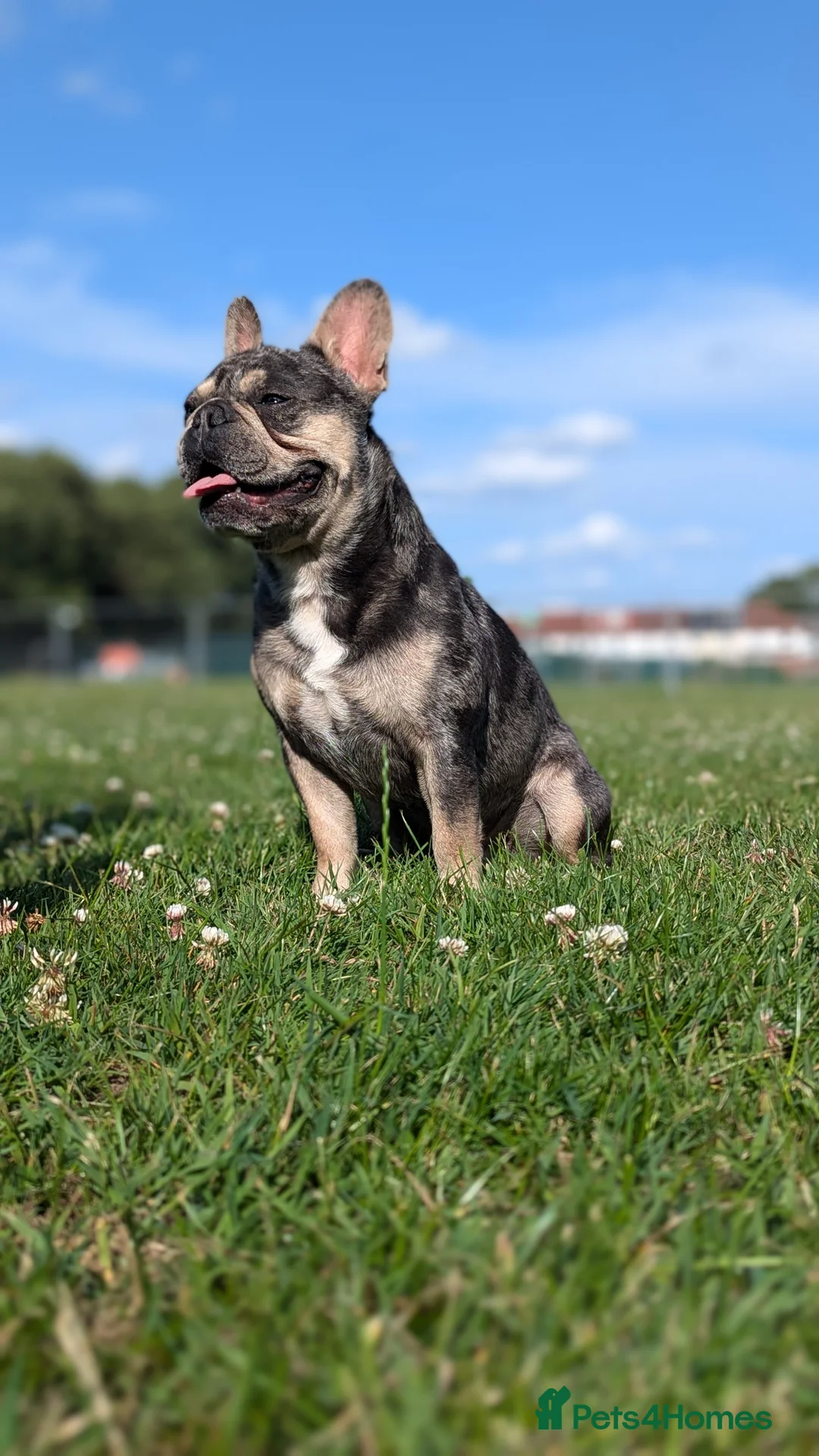 French Bulldog dogs for stud: Biscuit the KC REGISTERED French Bulldog Stud 💙🐶 - Advert 11