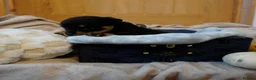 Rottweiler dogs for sale: Stunning litter of Rotweillers from family pet  in Wolverhampton - Advert 11