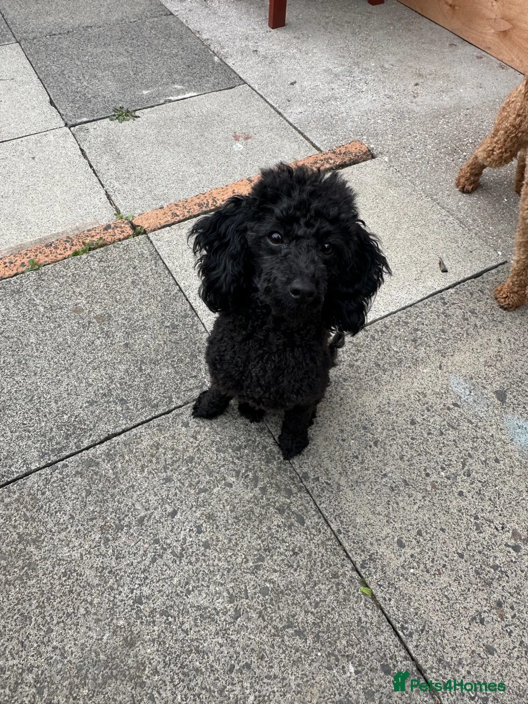 Toy Poodle dogs for sale: Toy poodle  puppies boy Kc  - Advert 7