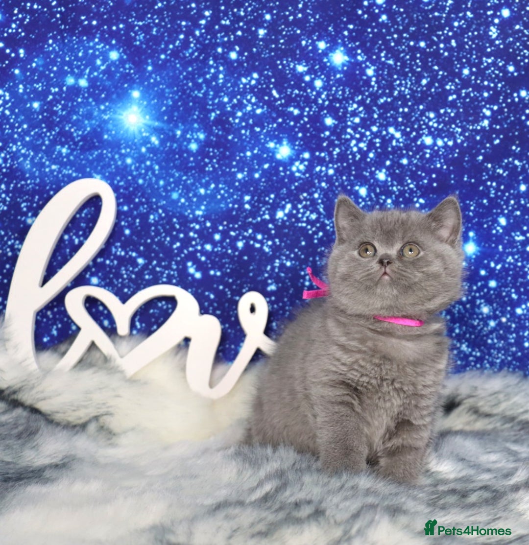 British Shorthair cats for sale: Tica registered British Shorthair kittens - Advert 6