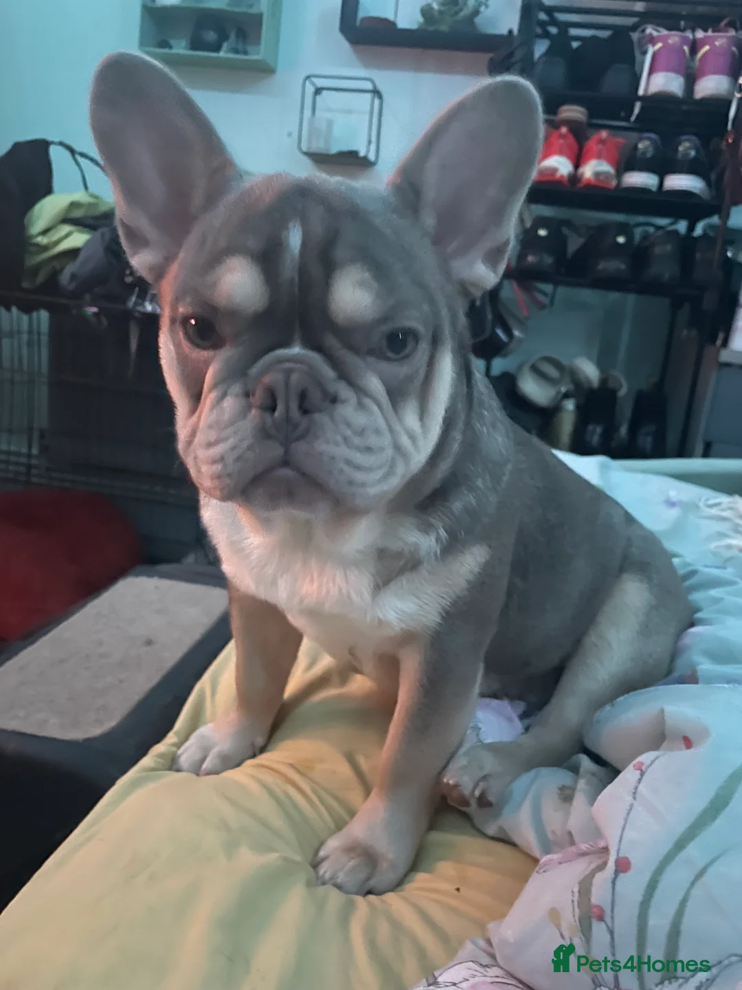 French Bulldog dogs for sale: Lilac/Tan & Panda Husky Male french bulldog - Advert 2
