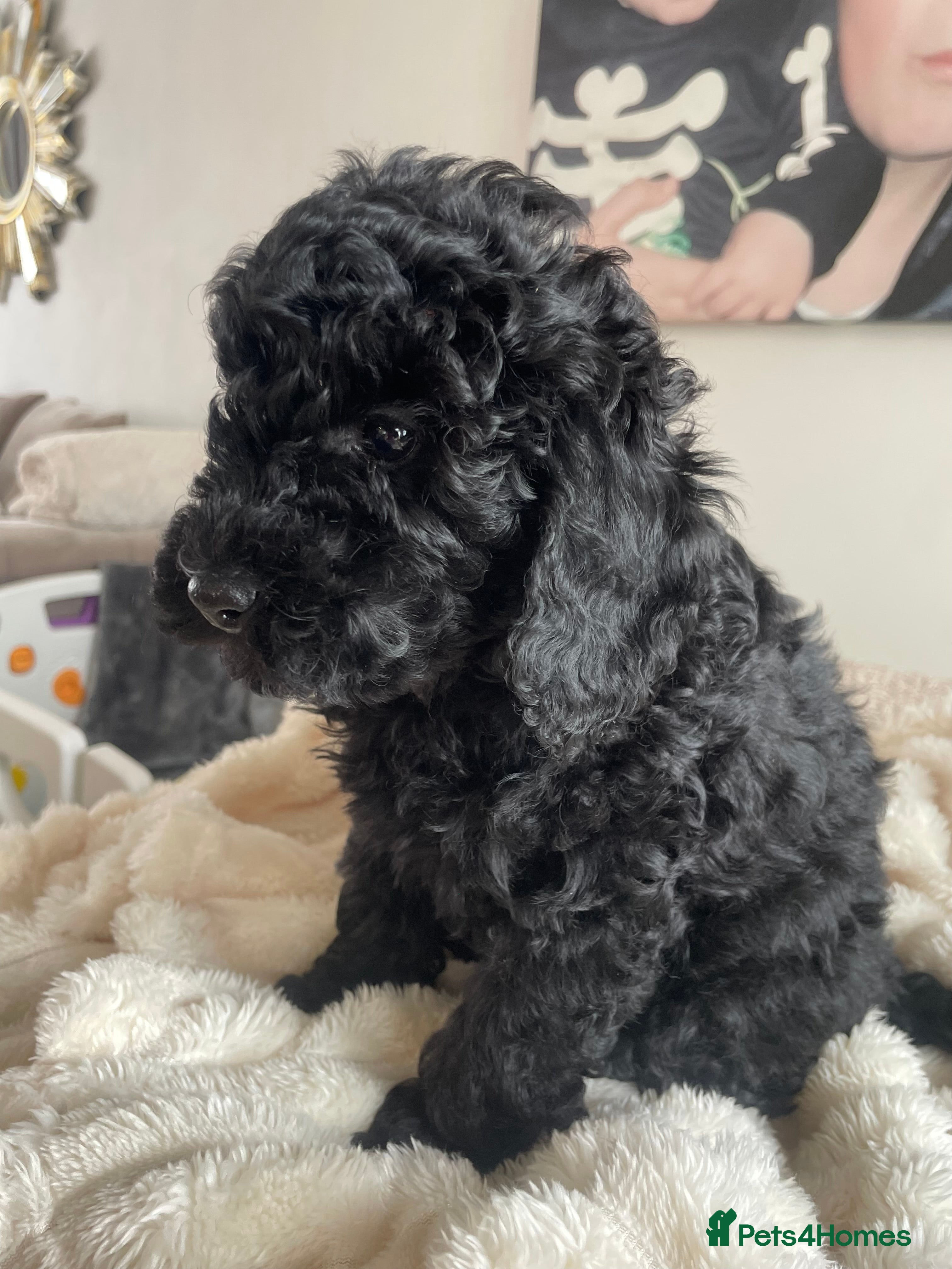 Miniature Poodle dogs Miniature Poodle DNA tested parents  - Advert 2