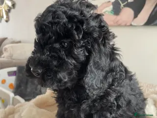 Miniature Poodle dogs Miniature Poodle DNA tested parents - Advert 2