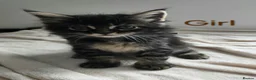 Maine Coon cats for sale: 7 Gorgeous Maine Coon kittens. - Advert 18