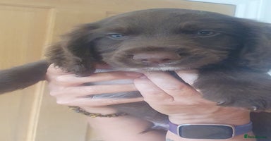 Sprocker dogs - Advert 12