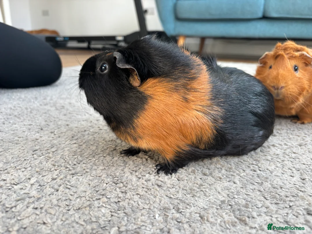 Guinea Pig rodents for sale: Two Female Guinea Pigs  – With Cage & Accessories  - Advert 2