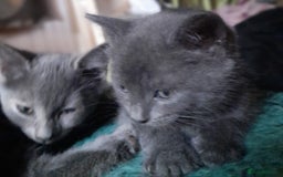 Mixed Breed cats for sale: UNIQUE SILVER/BLUE BENGAL X RUSSIAN BLUE KITTENS  - Image 20