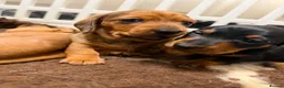 Miniature Dachshund dogs for sale: Beautiful Miniature Dapple Dachshund 🐶  - Advert 7
