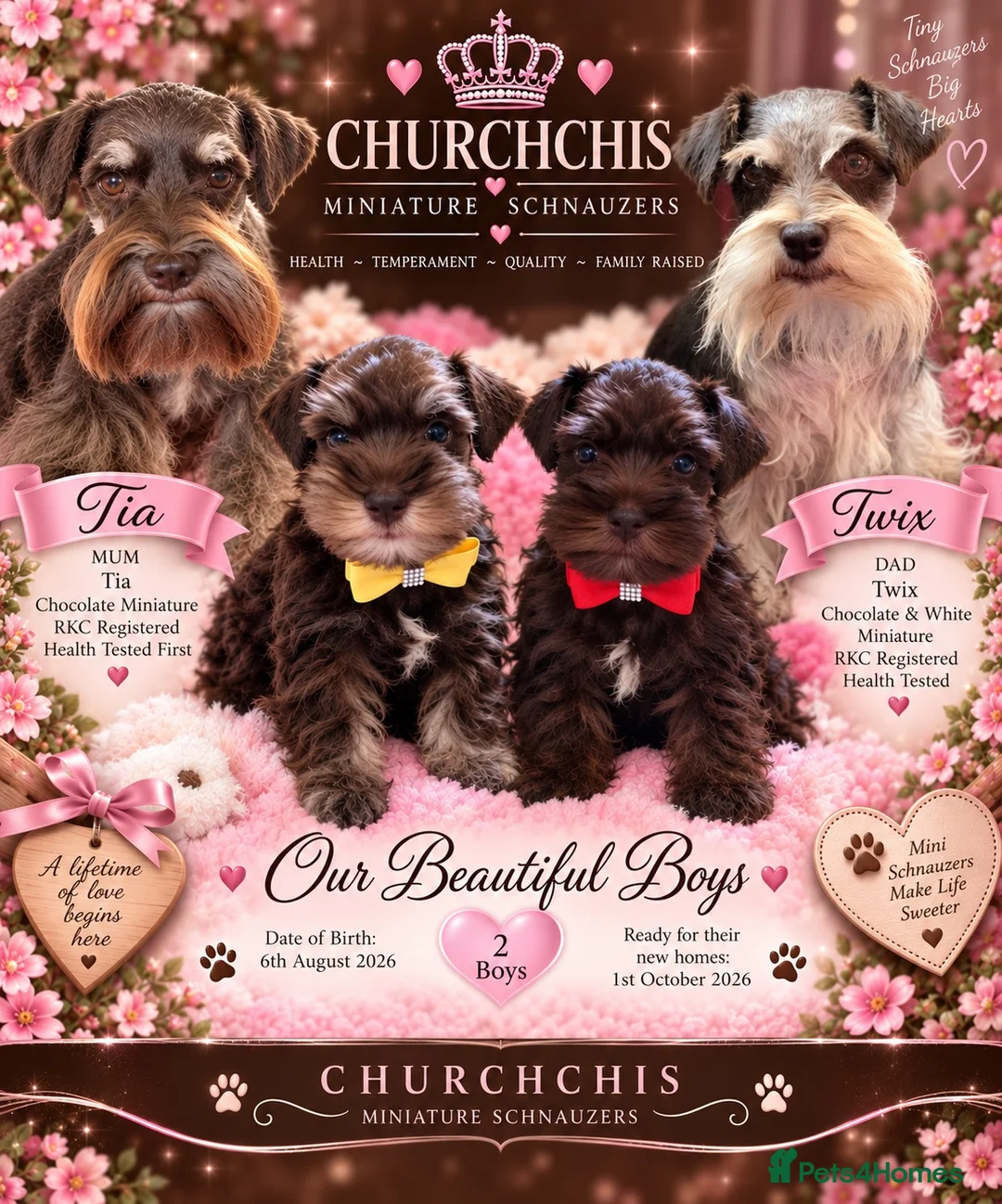 Miniature Schnauzer dogs for sale: 5*Licensed RKC Chocolate Schnauzers H/T  - Advert 1