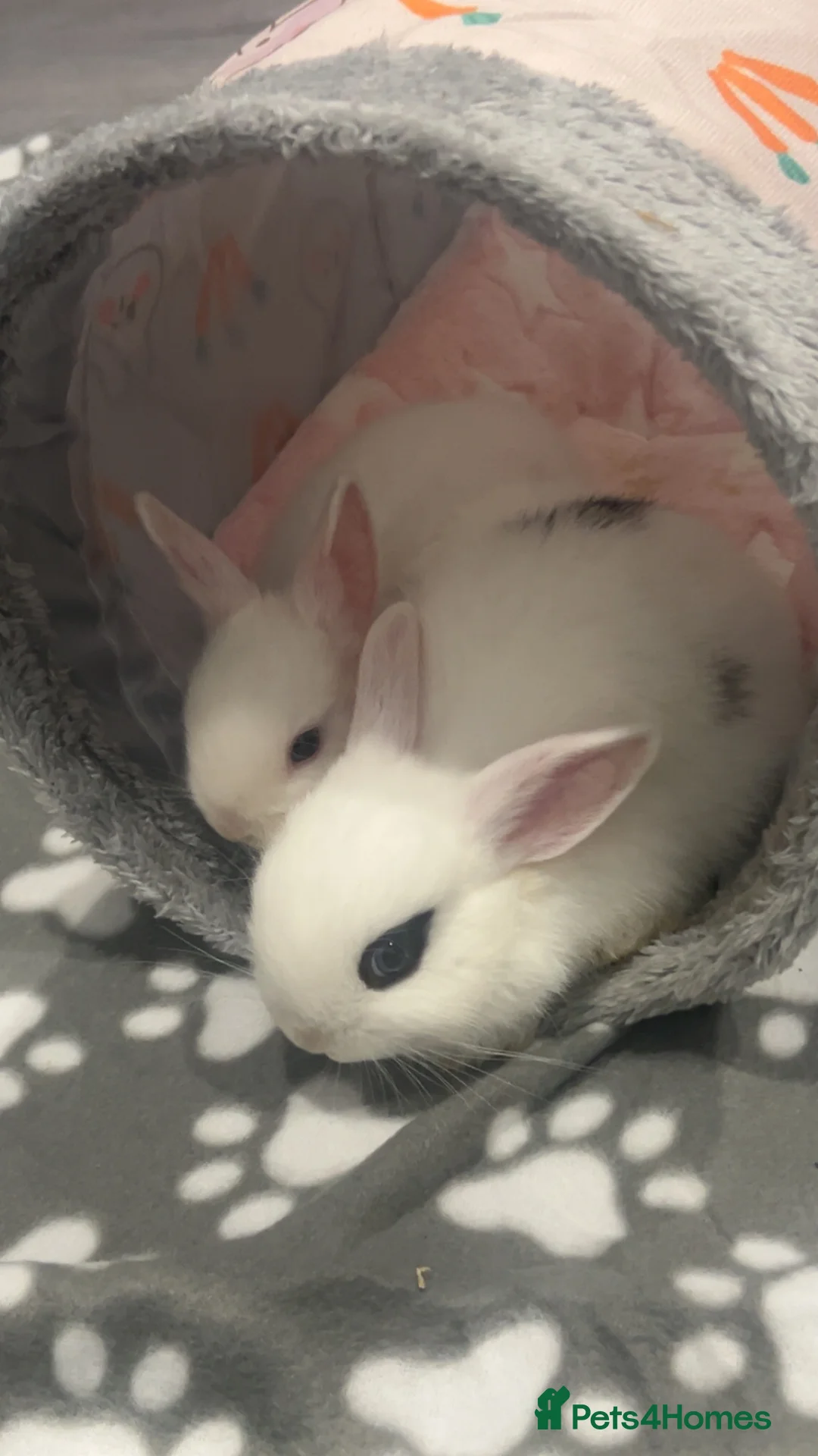 Mixed Breed rabbits for sale: White rabbits with blue eyes  in Bolton - Advert 2