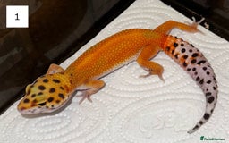 Leopard Gecko reptiles for sale: Female Leopard Gecko  - Image 4