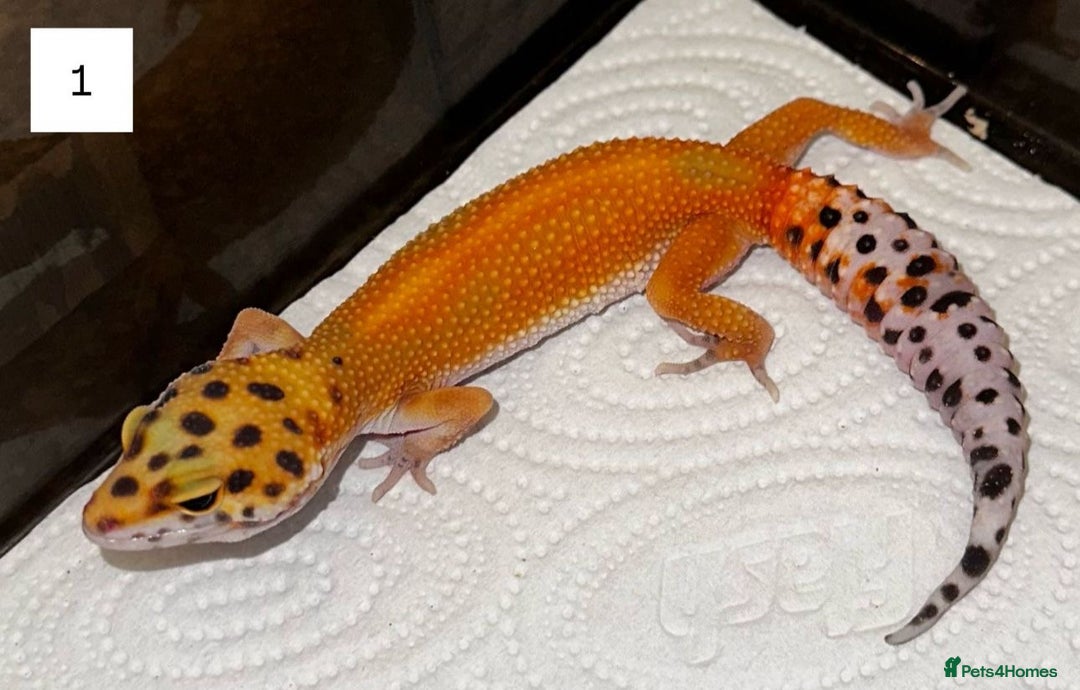 Leopard Gecko reptiles for sale: Female Leopard Gecko  - Image 4